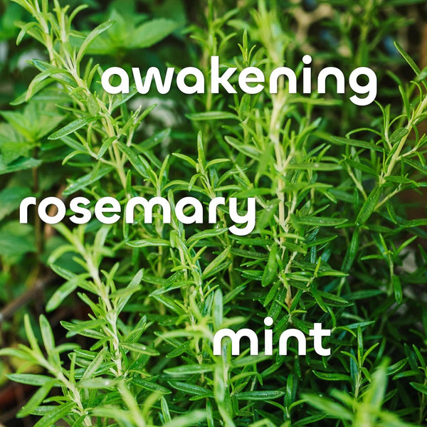 Seaweed Bath Co. Body Wash, Shower Gel for Men & Women, Vegan, Paraben Free, Sulfate Free, Cruelty Free